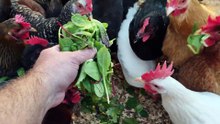 Daily chicken snack No. 758:  mix lettuce greens.