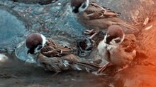 61291This Rare Sparrow Moment Might Disappear Forever… Watch Closely 🐦💧Three sparrows. One tiny wat