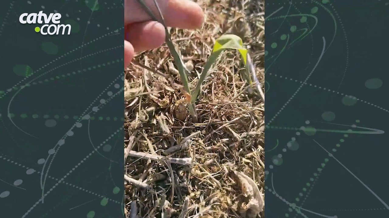 Estiagem leva 12 municípios do Paraná a decretarem situação de emergência