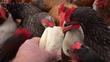 Hens try to eliminate huge burrito.  Will they succeed?
