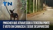 Pinscher que atravessou a Terceira Ponte é visto em Cariacica e segue desaparecido