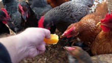 Chickens try a nice juicy, navel orange.  Not exactly the same as baloney.