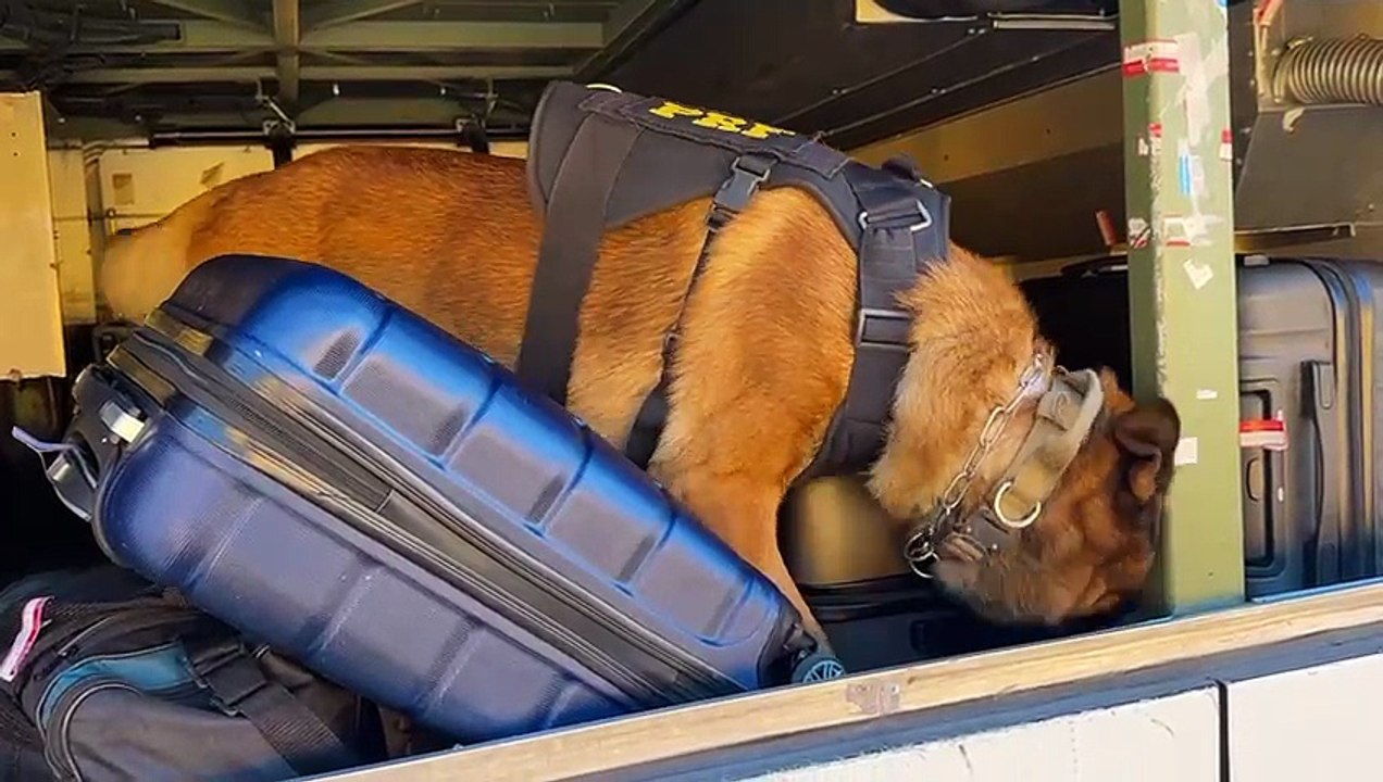Cães da PRF encontram 27 kg de maconha em mala durante abordagem a ônibus na BR-277, em Cascavel