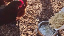 Chickens wipe out some spaghetti noodles.