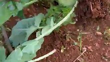 How to harvest kohlrabi?