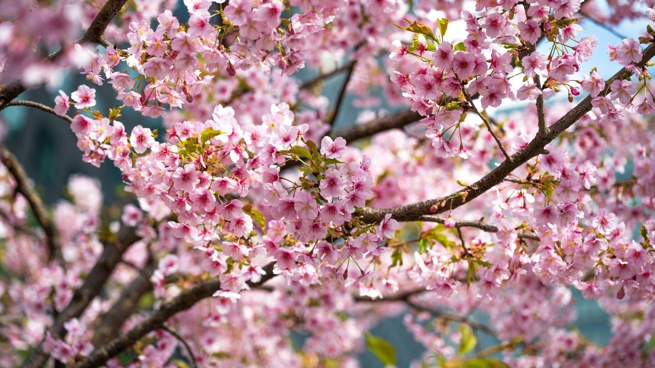Los cerezos florecen antes de lo previsto y pintan de rosa la primavera en Tokio