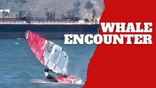 Windsurfer crashes into surfacing whale in San Francisco Bay and gets launched into the air