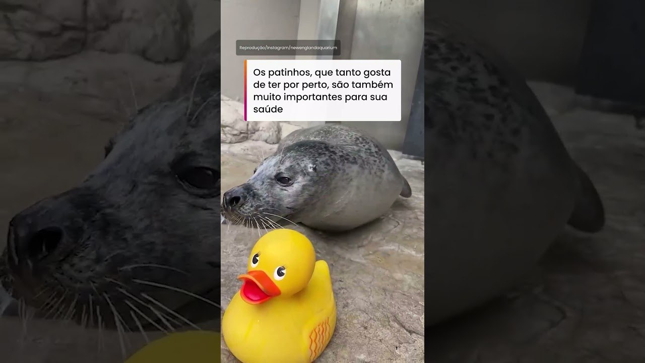 Foca de 32 anos viraliza ao demonstrar seu amor por patos de borracha #shorts rts