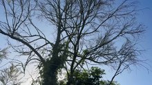 Birds on the tree 01