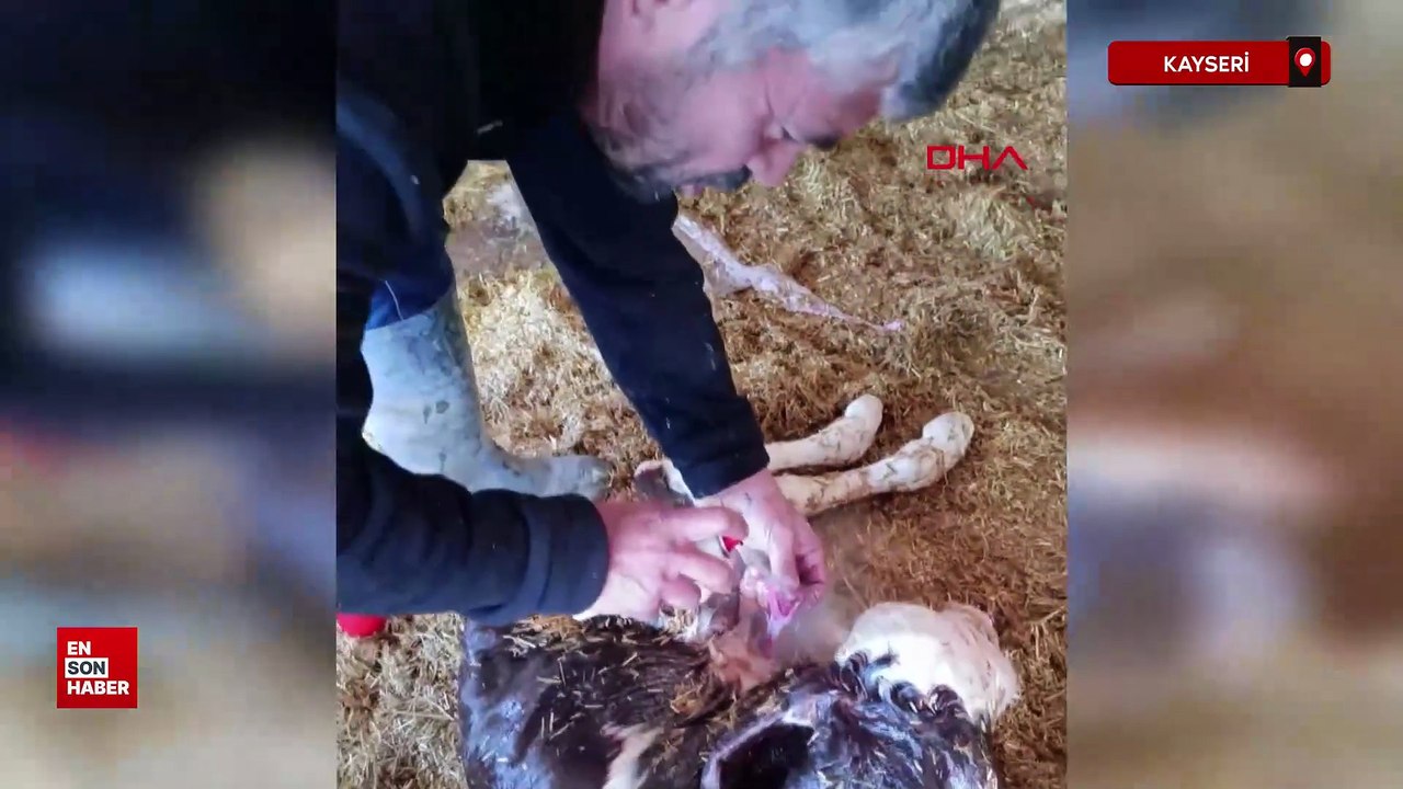 Kayseri’de yeni doğan buzağı ile annenin kavuşması