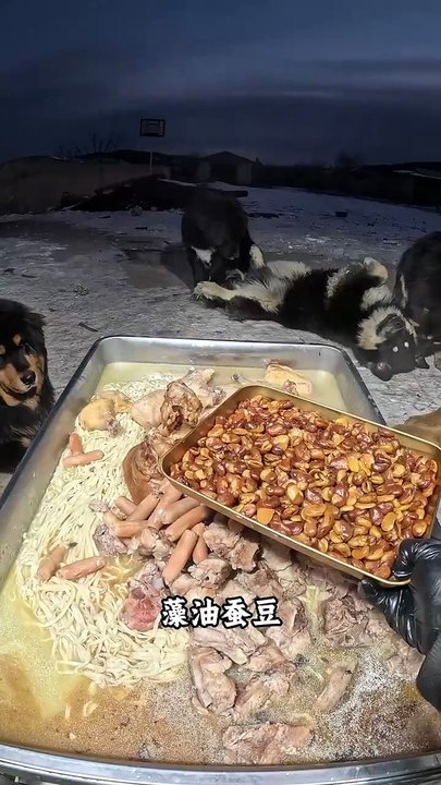 وجبة متكاملة للكلاب.