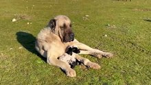The Best Livestock Guardian Dog: Kangal Protecting the Flock