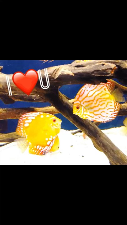 Fish kiss Caught on Camera