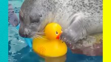 ¡Enternecedor! Captan a foca jugando con sus patitos de goma