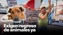 Activistas colapsan México-Toluca: exigen regreso de 900 animales