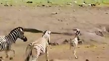 Epic Zebra Battles Within the Herd