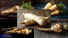 Fresh Unpeeled Parsnip Root Vegetable Photo #artcompareblog