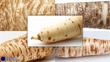 Detailed Parsnip Skin Texture White Background #artcompareblog