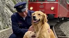 Golden Retriever Mom and Puppy Save a Train #dog #goldenretriever #rescue #animals