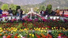 Asya'nın en büyük lale bahçesi! Srinagar'dan rengarenk manzaralar