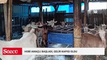Hobi amaçlı yetiştirmeye başladığı keçiler gelir kapısı oldu