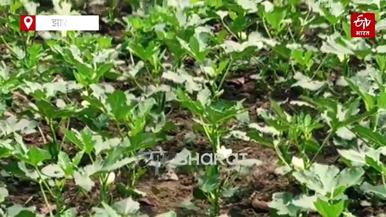लेडी फिंगर से बंपर कमाई! लातेहार के किसानों ने 50 एकड़ जमीन में की भिंडी की खेती