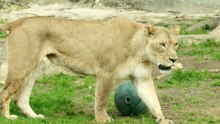 San Antonio Zoo Lions Show Remarkable Training