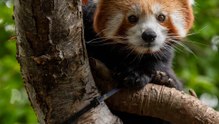 Red-Panda-RZSS-HWP-Vert-2026