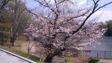 サクラ