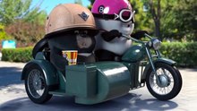 Panda Funny