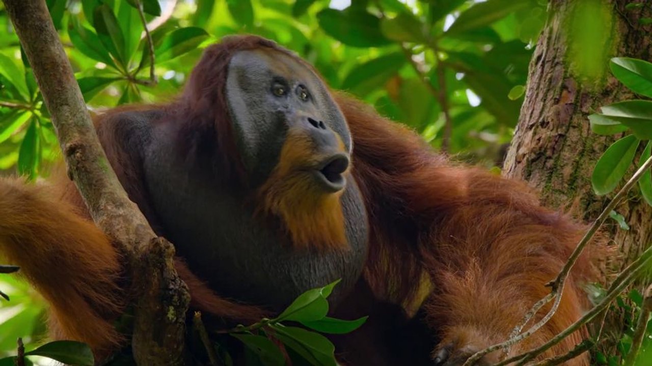 Disneynature: Orang-Utans Trailer OmdU