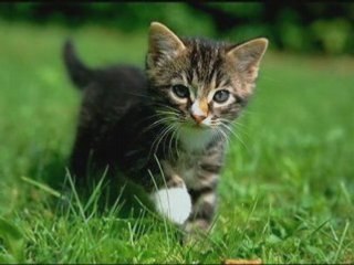 Conte kabyle (Amcic d ugherda)