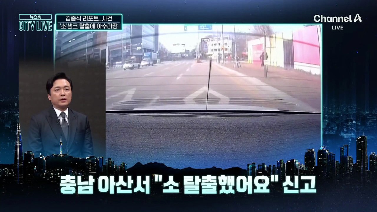 [김종석의 리포트]나 탈출했‘소’…도로서 ‘우’당탕탕