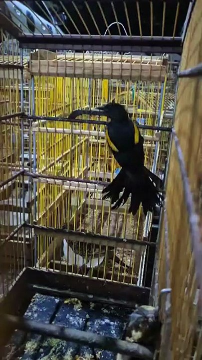 BPA apreende 89 aves silvestres durante fiscalização ambiental em municípios de Alagoas