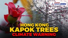 Climate Change Warning? Hong Kong’s Iconic 'Hero Trees' Are Losing Their Glory - Here's WHY