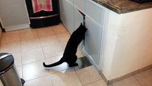 Floyd the cat opens cupboard