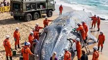 Barnacle Covered Whale Gets Saved!
