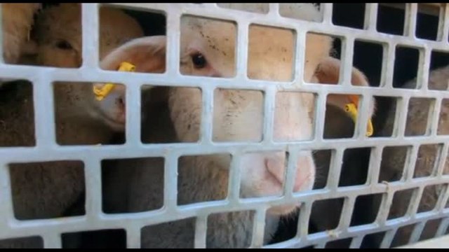 Zampe incastrate e niente acqua, il trasporto degli ovini per Pasqua