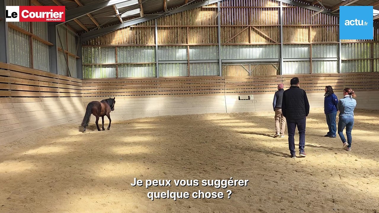 Le cheval, nouveau partenaire du coaching en entreprise ?