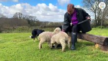 Bishop Mike's Easter message recorded on a Mid Devon farm.