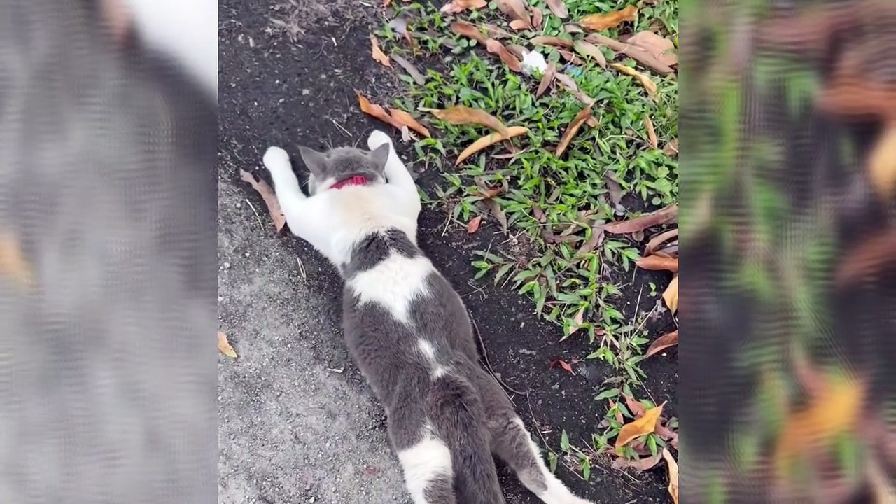 Funniest Cat Caught Right After The Crime 2026