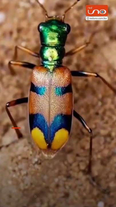 ¡Últimas horas! Vota por el escarabajo tigre chiquitano antes de que cierre el concurso