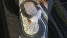 Puppy Chases Scalextric Cars Around Track