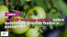 UNMdP impulsa estudio sobre defensa de plantas frente a patógenos