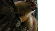 Squirrel on a Tree Branch in Its Natural Habitat