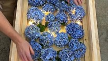 Turning a box of Blue Flowers into a glowing epoxy masterpiece 🌹✨SMPC. #resinart #diy #homedecor