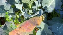 Color differences in the same broccoli leaves on the same area.