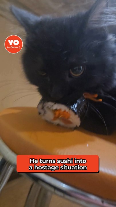 Feline Snatches Sushi and Won't Release It