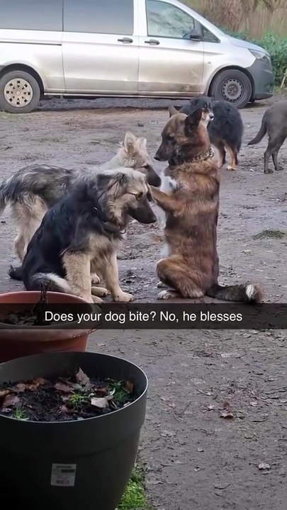 Funny dogs😂😂