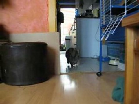 Nenette court vers moi